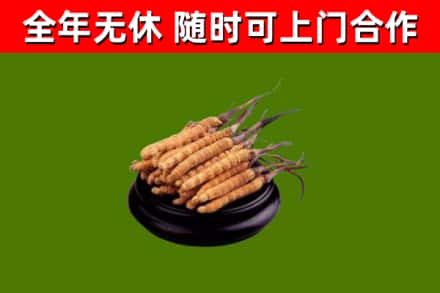 五大连池回收散虫草