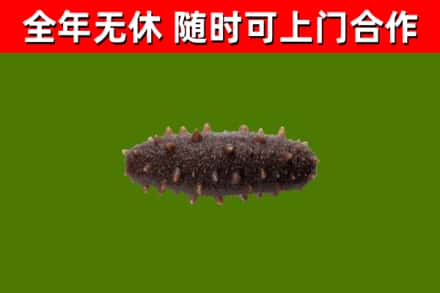 五大连池回收海参干